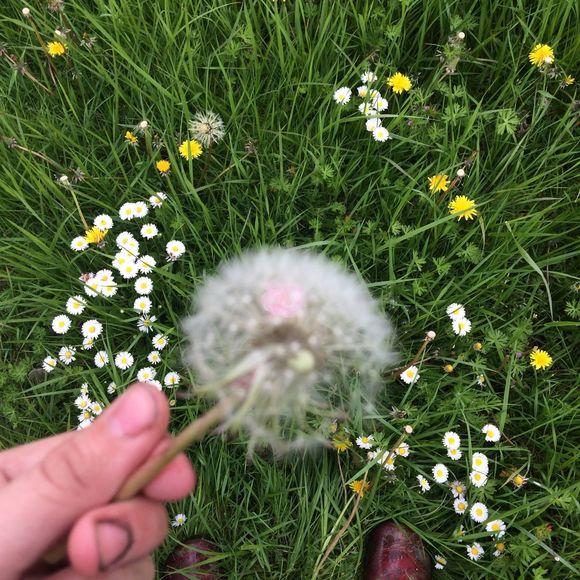 Meet your Posher, Sherri - Picture 1 of 1